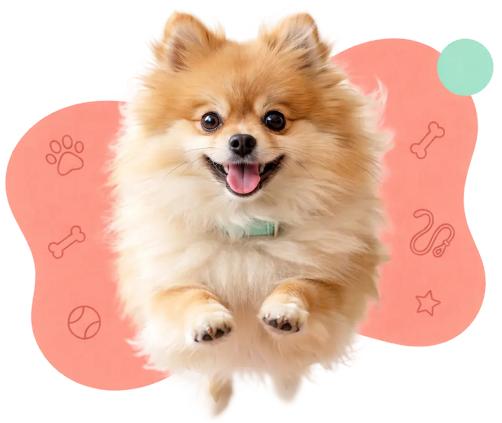 happy pet