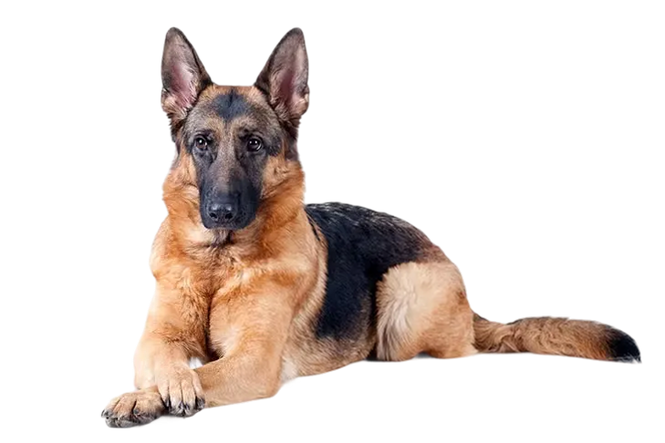 protect-pet