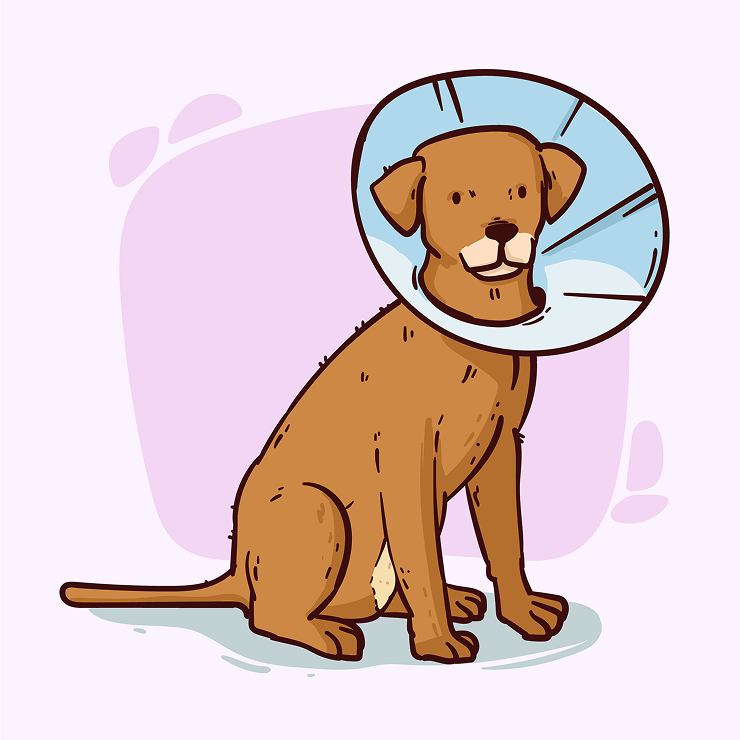 pet condition info