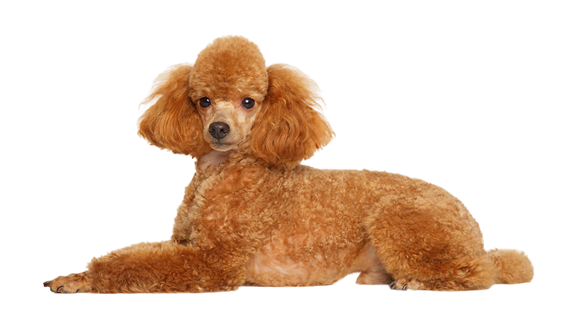 protect-pet